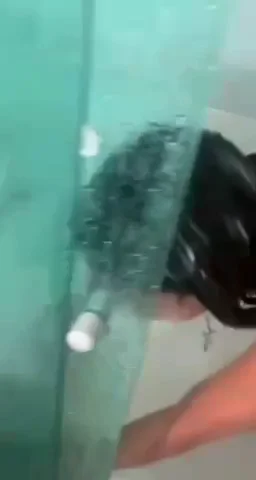 Supuesto video de Yailin la mas viral